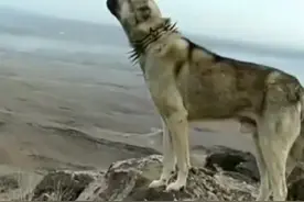 牧羊犬与狼的故事图片