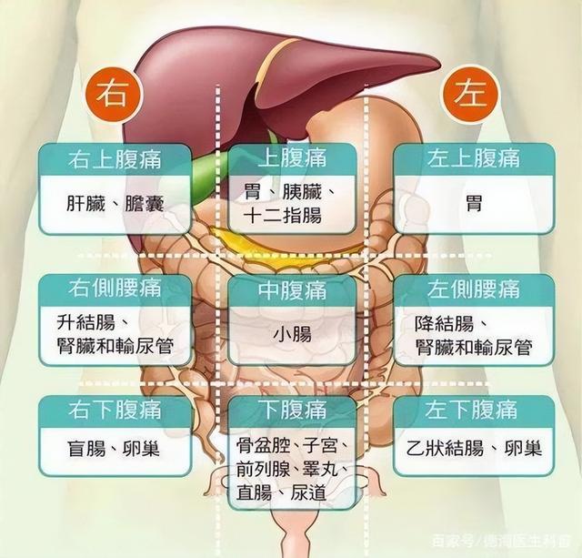 肚子痛,到底是哪里痛?一张"腹部地",让你看得明白