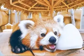 吹空调、泡水池、吃冰棍，给动物们解暑有妙招图片