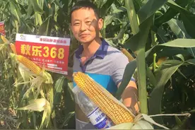 秋乐368玉米亩产1900多斤，要高产就要选择高产品种图片