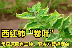 种植西红柿遇到“卷叶”的情况，原因一般有三种，解决方案也简单图片