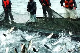 鱼不吃食怎么办？深水池塘用药如何才能正确高效？图片