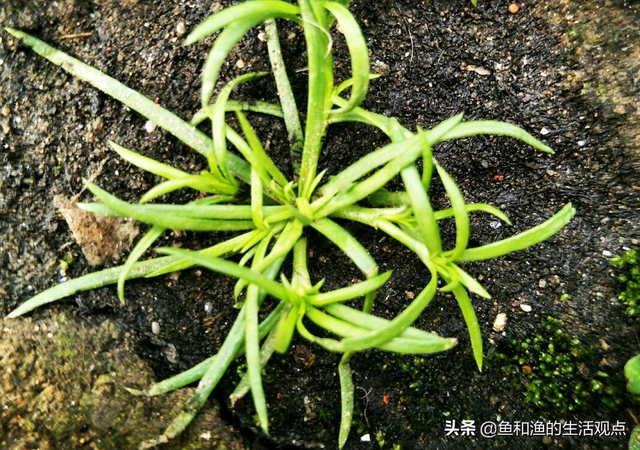 踏春必备“百草图”之三，身边那些有价值的野草，你能认识几种？