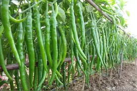 辣椒落叶、落花、落果严重？老农教你5招，结果一茬接一茬图片