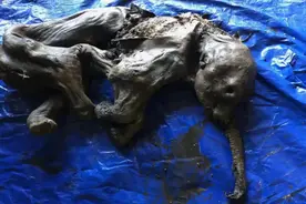 长1.4米，北美挖出3万年前史前生物尸体，地球潘多拉魔盒被打开？图片