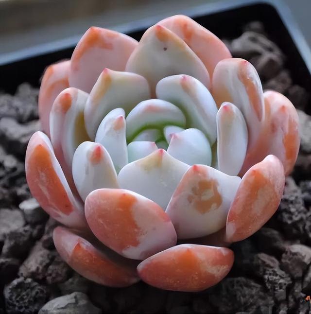 270种常见多肉图谱，一分钟认全！