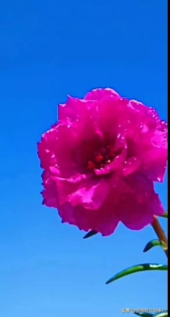 一束鲜花，醉蓝天