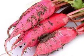 水萝卜的种植时间和方法，掌握了这些常识，你也能种好它图片