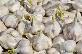 买回来的大蒜喜欢发芽怎么办？教你简单的方法，大蒜不干瘪不生芽图片