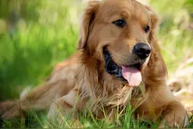 这6种狗狗值得养：不掉毛，性格还好图片