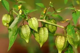 它的果实像灯笼，常被采来当玩具，还可以吃，老人称为“解毒草”图片