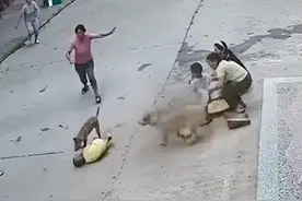 3岁小孩遭恶犬扑咬，家中狗狗飞奔勇救小主人图片