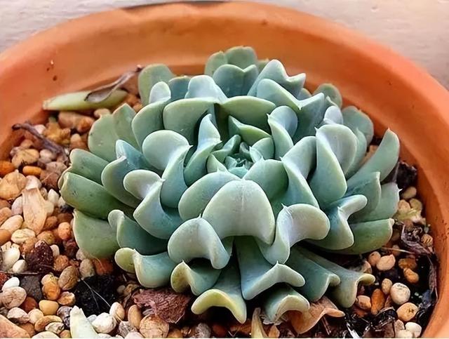 270种常见多肉图谱，一分钟认全！