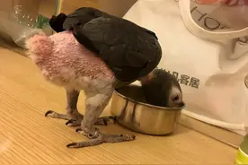 灰鹦鹉的所有缺点，看完你还爱它吗？图片