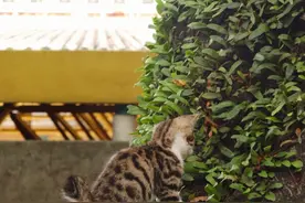猫咪一生的6个时期，很短暂，请珍惜它图片