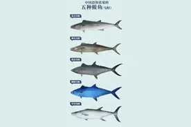 鲅，鲐鲅，马鲅，黄金鲅，刀鲅，说说那些叫“鲅”的海鱼知多少？图片