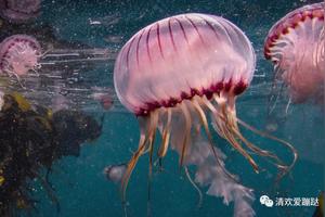 我的章鱼老师，认识一下图