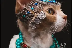 女孩为猫猫打造“高定”中国风，网友评价：“喵星届的杨丽萍”图片