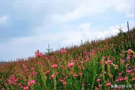 养驴种什么草？这个草叫驴食草，营养好，能收3~7年，一年割3~4茬图片
