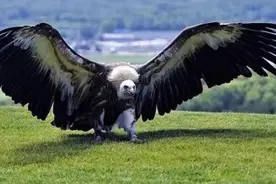 600万年前的世界巨鹰，翅膀宽度达到7米，传闻以吃狮子为生图片