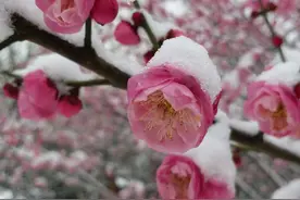 梅兰竹菊矗天地图片