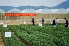 小种子迸发大能量，中国粮要用中国良种图片
