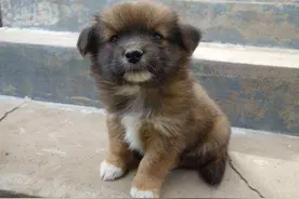 土狗的品系划分，你了解么？图片