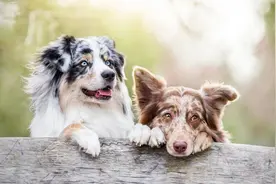 公狗和母狗交配时，可以强行把它们分开吗？图片