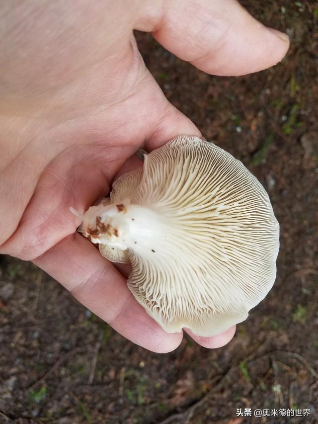 全世界最毒的十种蘑菇，中国最毒的蘑菇致命白毒伞上榜