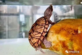 反超窄桥，成为新一任蛋龟之王，还得是它啊图片