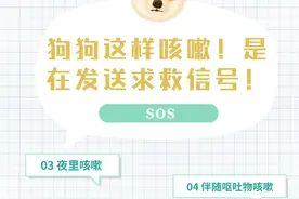 狗狗这样咳嗽！很可能是在发送求救信号！图片