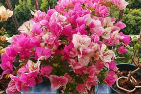 三角梅叶子大不开花，记住这“3狠”，让它快速冒花芽，开爆盆图片