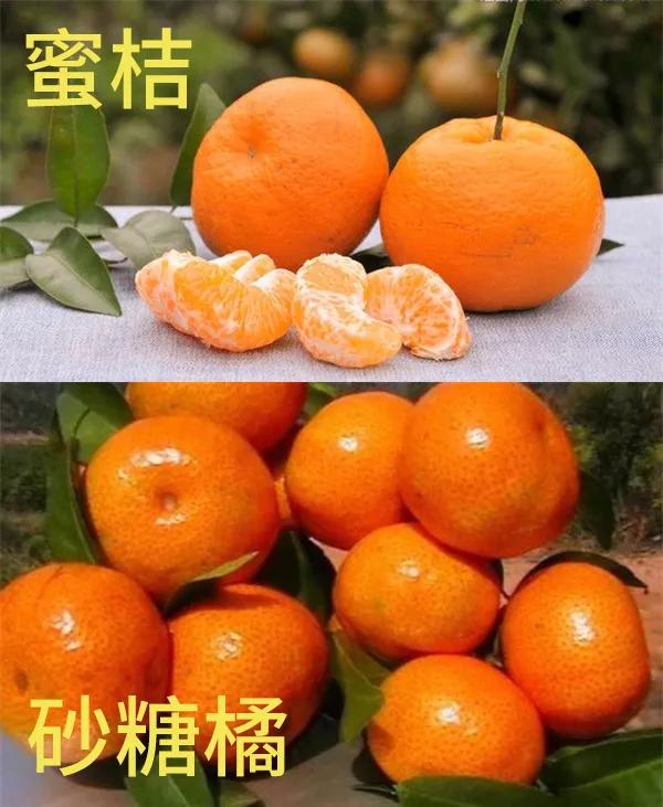 抖音上大量网红,因为吃了砂糖橘变黄了