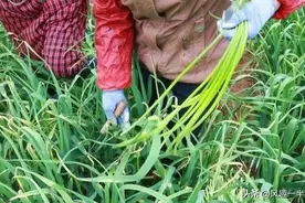 大蒜拔过蒜苔后，还需哪些管理措施？才能促进蒜头产量高图片