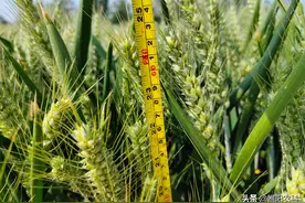 这个小麦新品种，矮秆大穗产量高，最高亩产800公斤图片