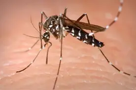 夏天家里蚊子多？肥皂加一物，轻松将蚊子团灭，再也不用买蚊香了图片