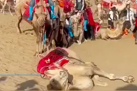 敦煌骆驼疑似被游客骑死，官方通报：骆驼哀嚎并非劳累，是受鼻牵影响，每天工作时间不到8小时图片