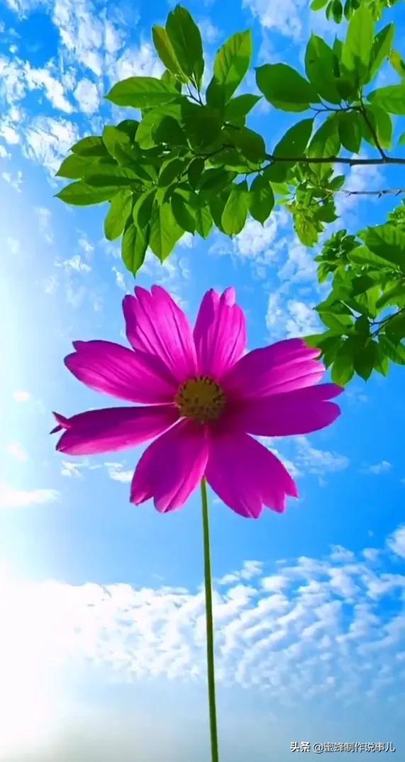 一束鲜花，醉蓝天