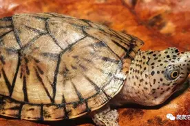 互动性，无出其右！巨头蛋龟介绍和饲养攻略图片