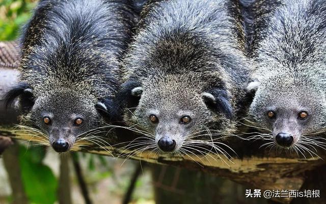 临沧出现罕见的山海经神兽，像猫又像熊，身上散发糯米饭的香甜味