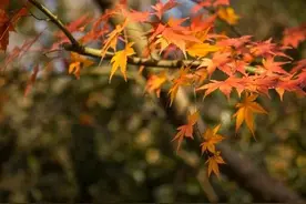 入了心的人，怎能说忘就忘，动了心的情，怎能说放就放图片