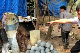 湖北养鸡场发现2米长眼镜蛇，多次偷吃鸡蛋，抓住后为何要放生？图片