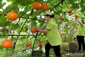 种植的黄瓜、丝瓜、南瓜，为什么不愿意结瓜？这些原因你了解吗图片