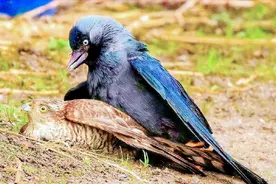 一物降一物！鬣狗居然怕毛驴，还有哪些匪夷所思的猛兽克星？图片