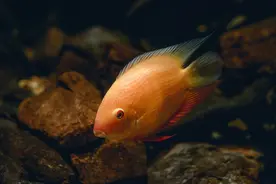 养鱼之换水，新手必看图片