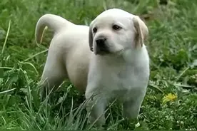 17岁南京功勋犬小虎去世图片