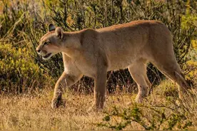 一天交配70次，雄性美洲狮喜当爹？雌性：一切都是为了保护孩子图片