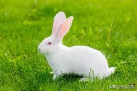 虎兔相逢大梦归，从元春之死，谈谈卯兔纪年纪月的来历图片