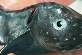 网红俄罗斯渔夫又捞出深海怪鱼了，一个比一个更像外星生物图片