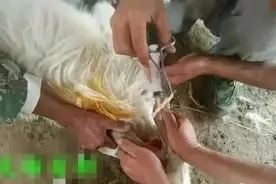常见羊驱虫方法，育肥之前一定要驱虫图片